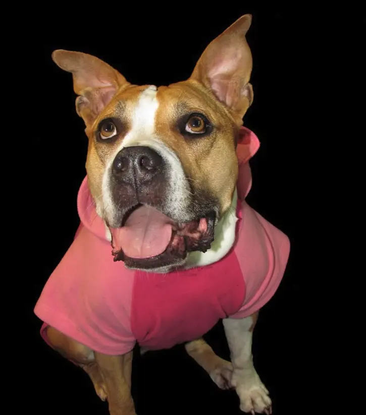 Cachorro de moletom rosa sobre fundo preto